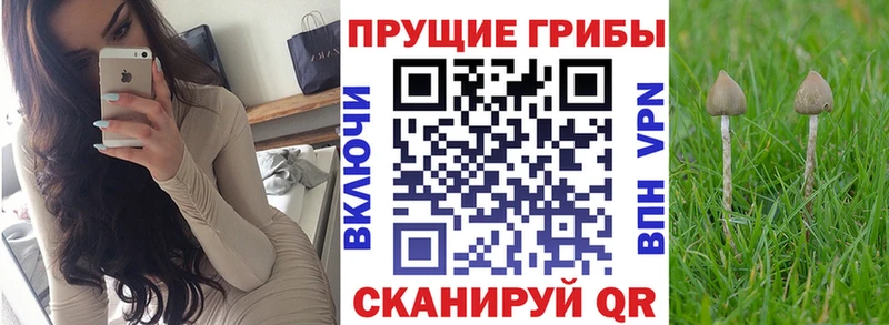 Купить где  Арск  Галлюциногенные грибы GOLDEN TEACHER 